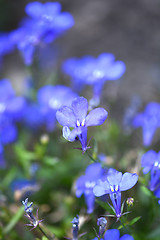 Image showing Close up of blue flower on field