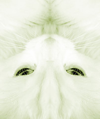 Image showing White cat