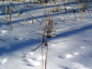 Image showing The straw around snow