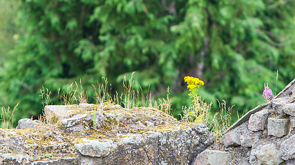 Image showing Small flowers growing along the old brick wall