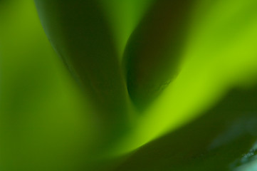 Image showing Green tulip stem