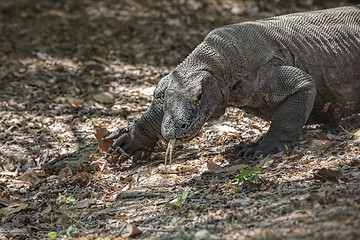 Image showing Komodo Dragon