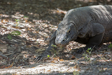 Image showing Komodo Dragon