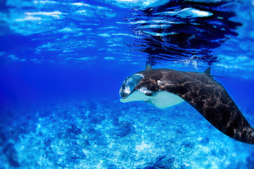 Image showing Manta Ray