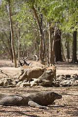 Image showing Komodo Dragon