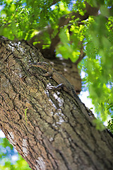 Image showing Komodo Dragon