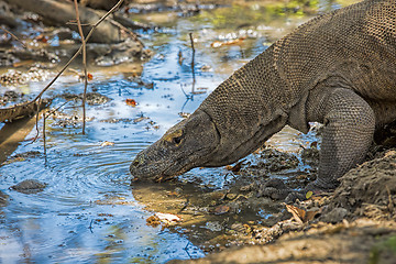 Image showing Komodo Dragon