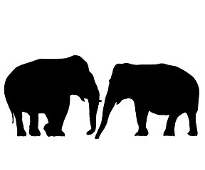 Image showing Elephants in love