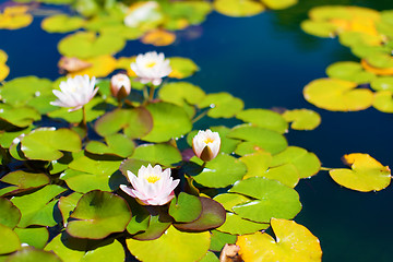 Image showing lily pond