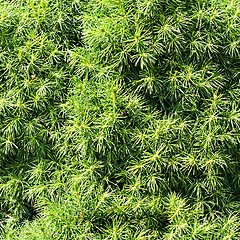 Image showing Curtis Dwarf White Pine close-up 