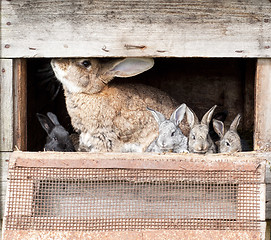 Image showing Mother rabbit with newborn bunnies