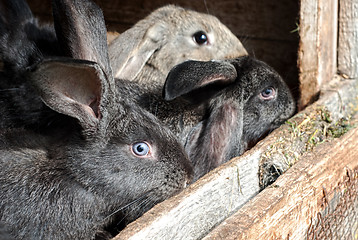 Image showing Mother rabbit with newborn bunnies