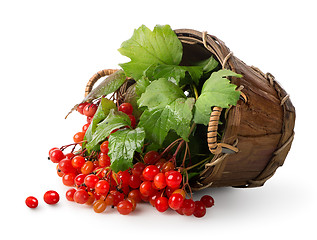 Image showing Viburnum in a basket