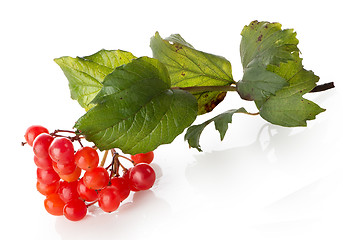 Image showing Bunch of viburnum