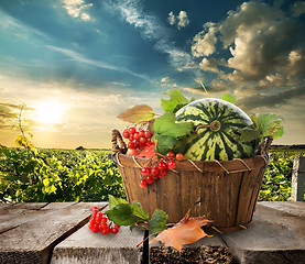 Image showing Watermelon in a basket