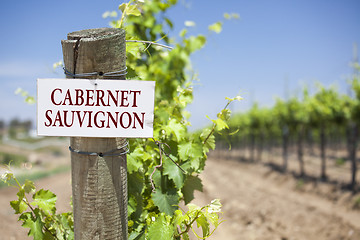 Image showing Cabernet Sauvignon Sign On Vineyard Post