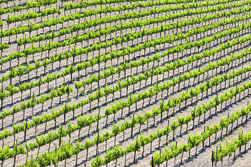 Image showing Beautiful Wine Grape Vineyard