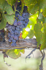 Image showing Lush, Ripe Wine Grapes on the Vine