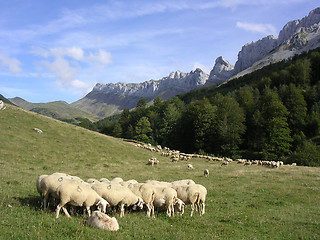 Image showing sheeps in the mountains of Spain