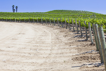 Image showing Beautiful Lush Grape Vineyard with Room For Text