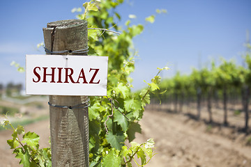 Image showing Shiraz Sign On Vineyard Post