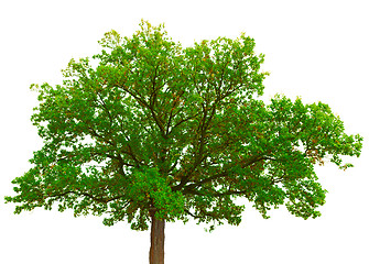 Image showing Old oak tree crown isolated on white background