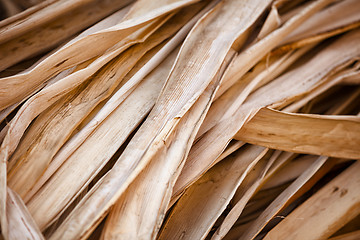 Image showing Dry reed - the material for the production of souvenirs.