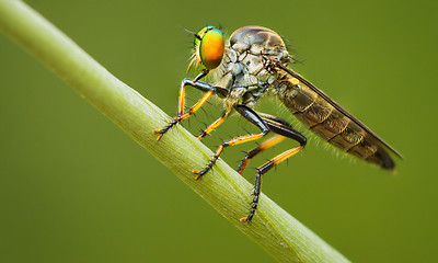 Image showing Asilidae (robber fly) sits on a blade of grass