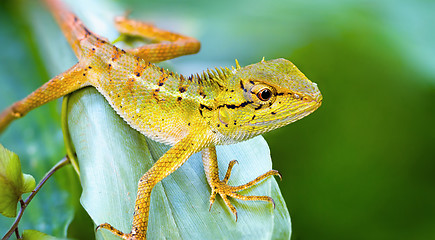 Image showing Lizard on the grass. Thailand, Phuket