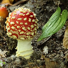 Image showing Amanita muscaria