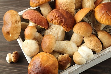 Image showing Porcini mushrooms
