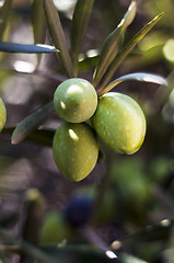 Image showing Green olives