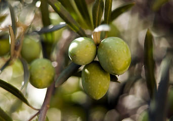 Image showing Green olives