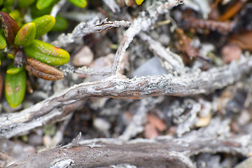 Image showing macro world polar plant the white dead dry.