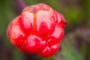 Image showing Berry cloudberry summer polar plant macro