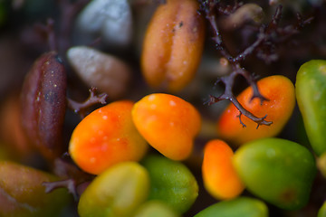 Image showing macro stone vegetation polar leaf summer