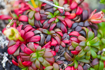 Image showing macro stone vegetation polar leaf summer