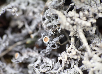 Image showing macro world polar plant the white dead dry.