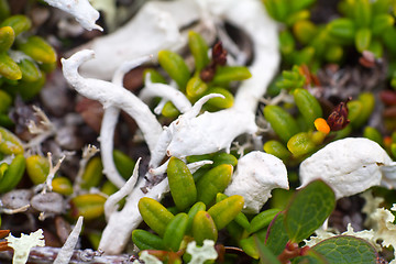 Image showing macro stone vegetation polar leaf summer