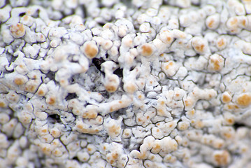 Image showing macro polar live pattern texture  natural wild