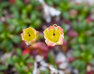 Image showing macro stone vegetation polar leaf summer