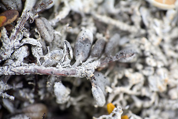 Image showing macro world polar plant the white dead dry.