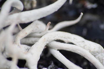 Image showing macro world polar plant the white dead dry.