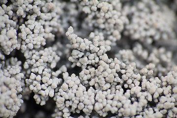 Image showing macro world polar plant the white dead dry.