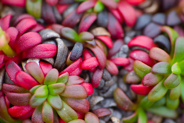 Image showing macro stone vegetation polar leaf summer