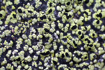 Image showing macro polar live pattern texture  natural wild