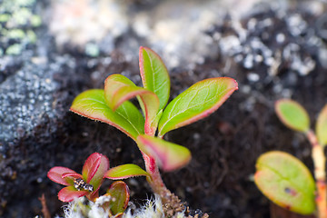 Image showing Polar sprout macro  leaf summer