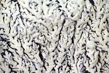 Image showing macro world polar plant the white dead dry.