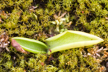 Image showing Polar sprout macro  leaf summer