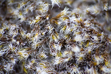 Image showing polar moss summer North macro